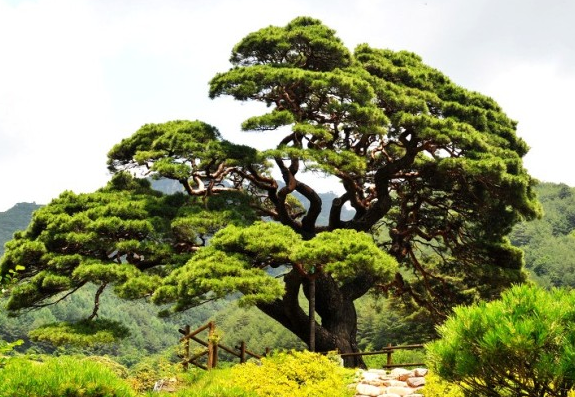 교목 소나무.png