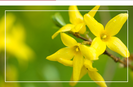 교화 개나리.png